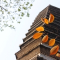 建為歷保中標奎光塔物聯網監測系統及園區無線網絡數字導覽系統建設采購項目